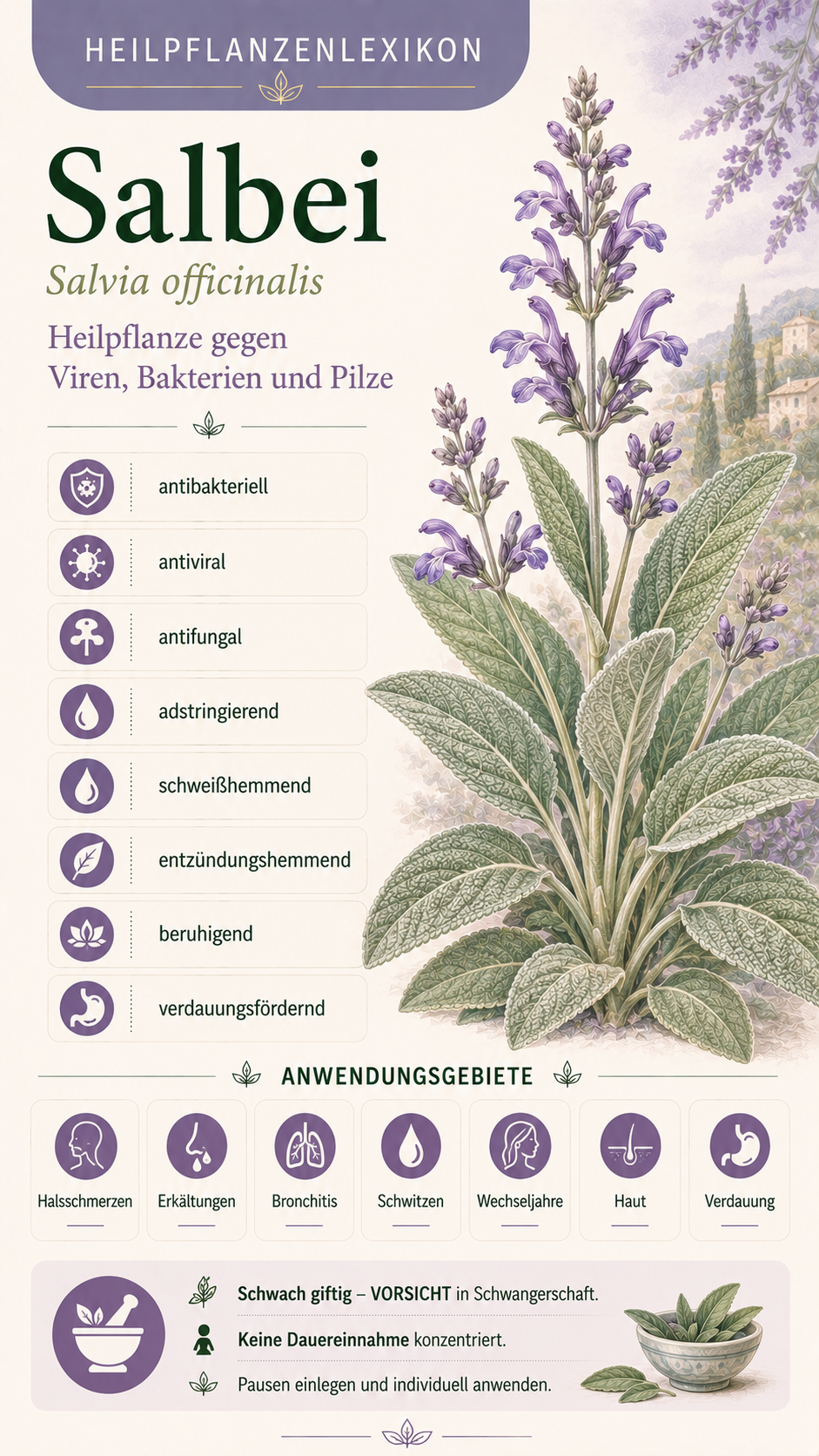 Salbei: Eigenschaften, Anwendung & Wirkung