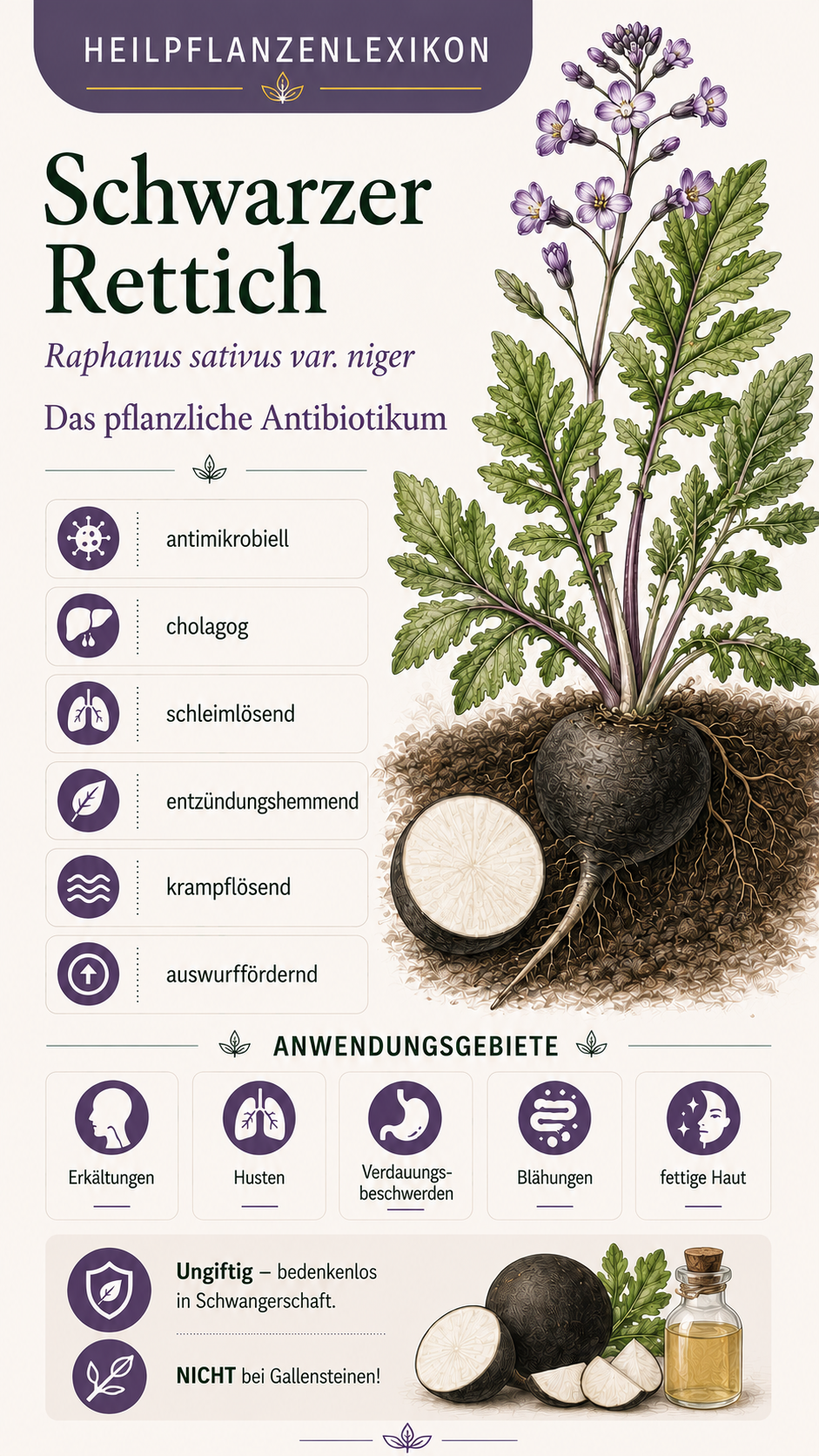 Schwarzer Rettich: Eigenschaften, Anwendung & Wirkung