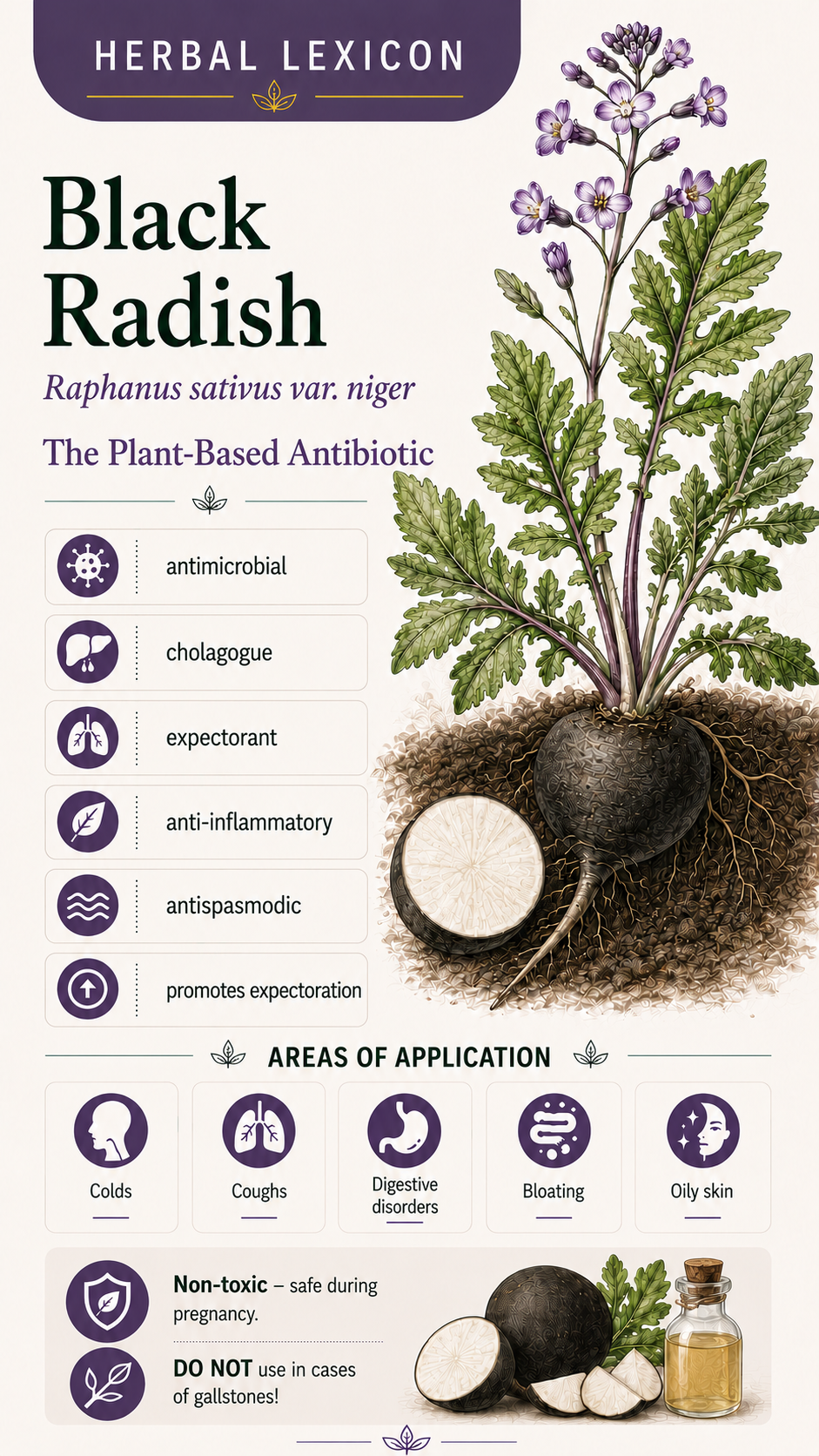 Black Radish: Properties, Uses, and Effects