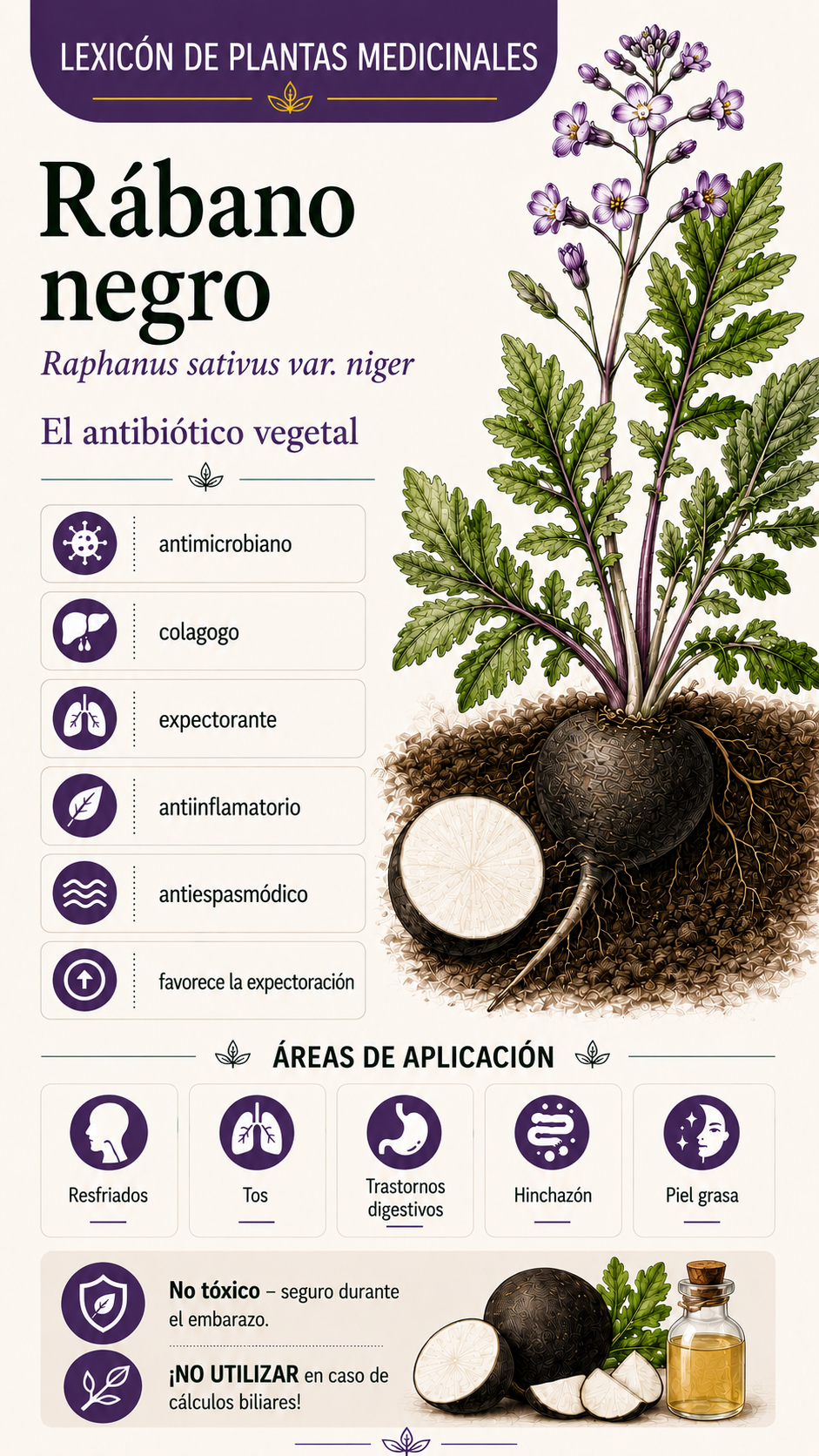 Rábano negro: propiedades, usos y efectos