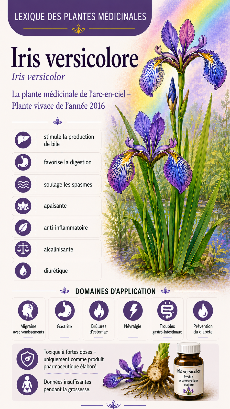 Iris : propriétés, utilisation et effets