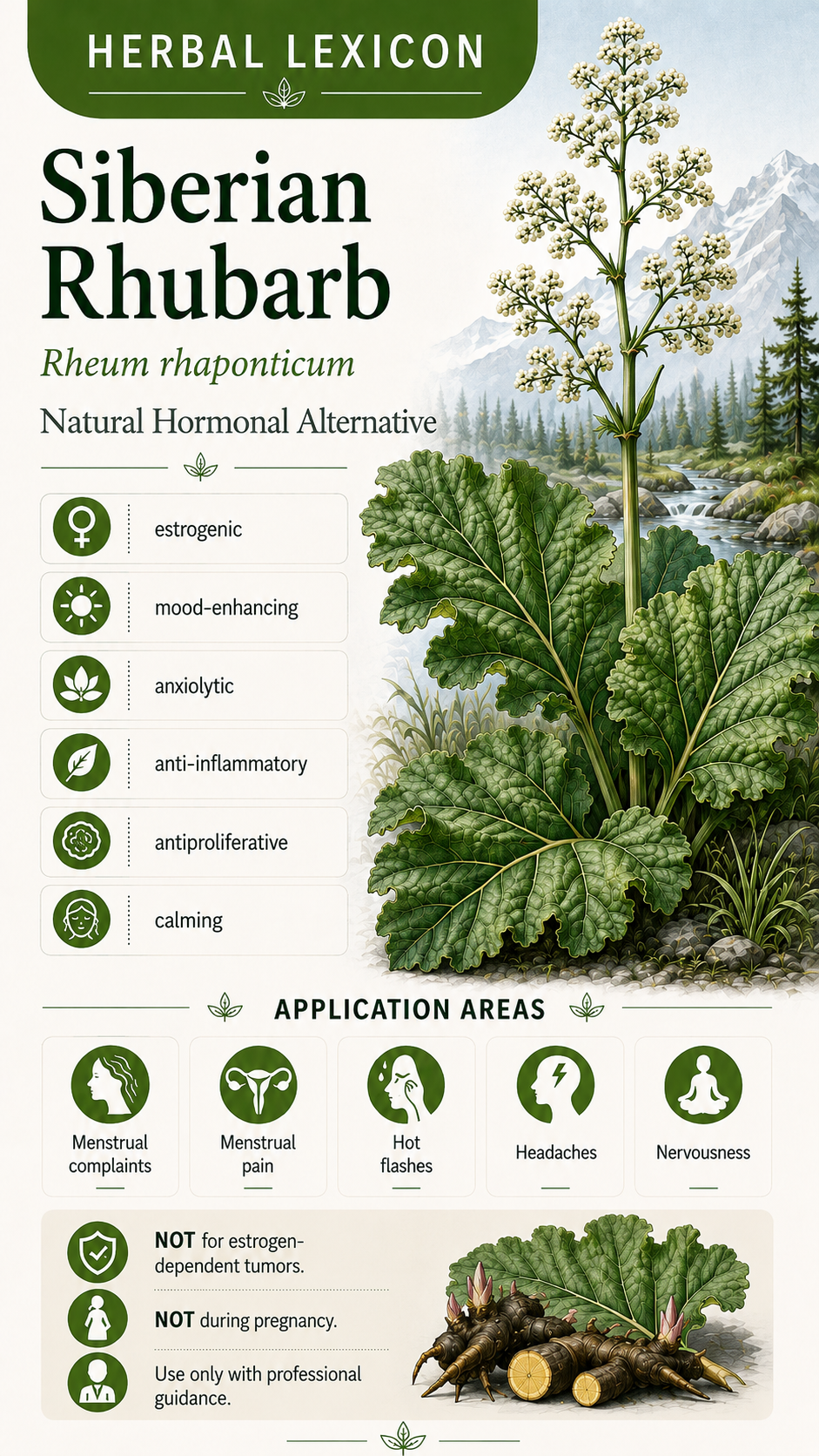 Siberian Rhubarb: Properties, Uses, and Effects