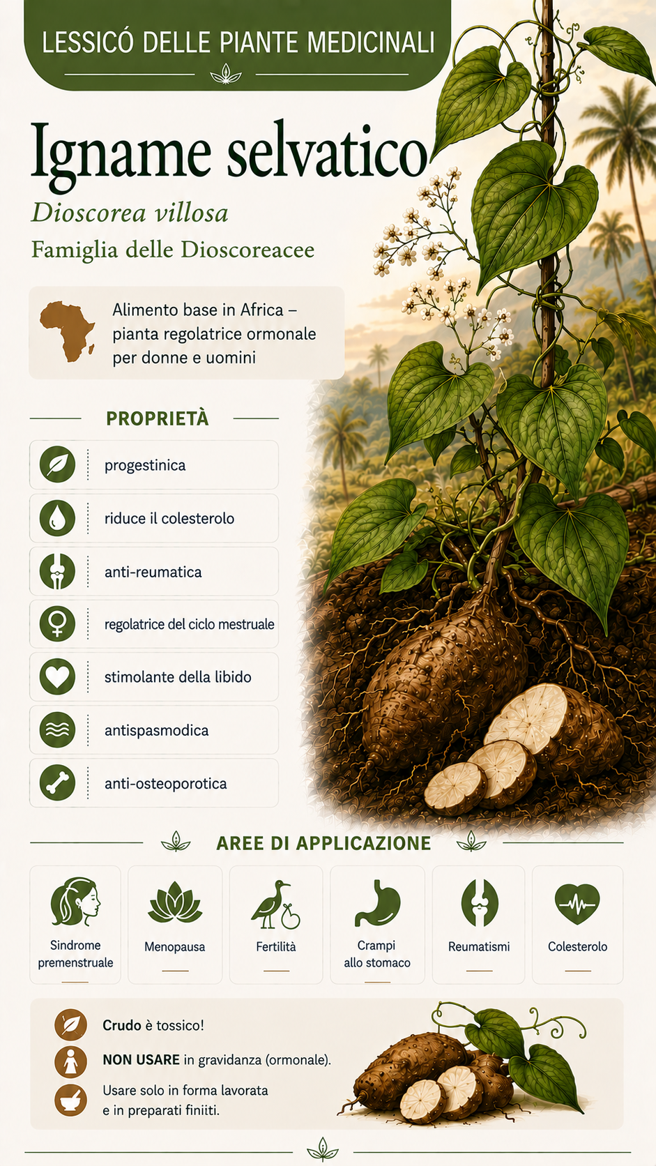 Igname selvatico (Dioscorea villosa): proprietà, uso ed effetti