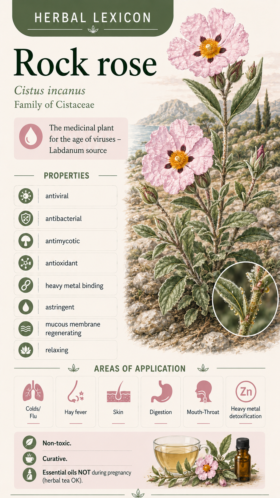 Rockrose (Cistus incanus): Properties, Uses & Effects