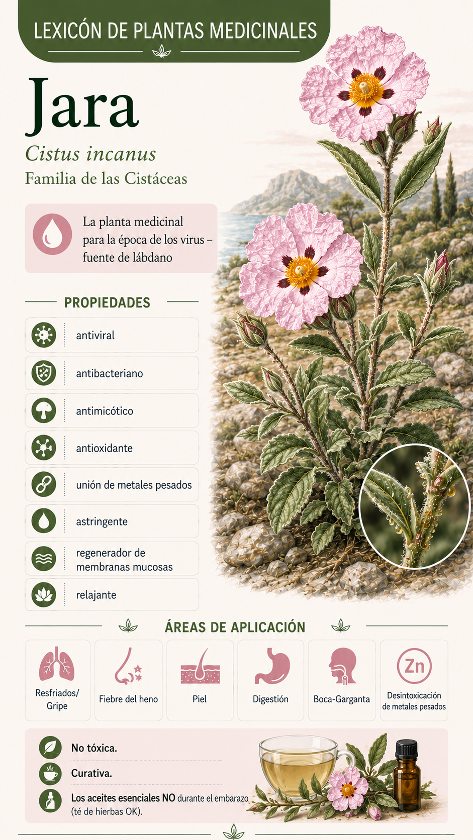 Jara (Cistus incanus): propiedades, usos y efectos