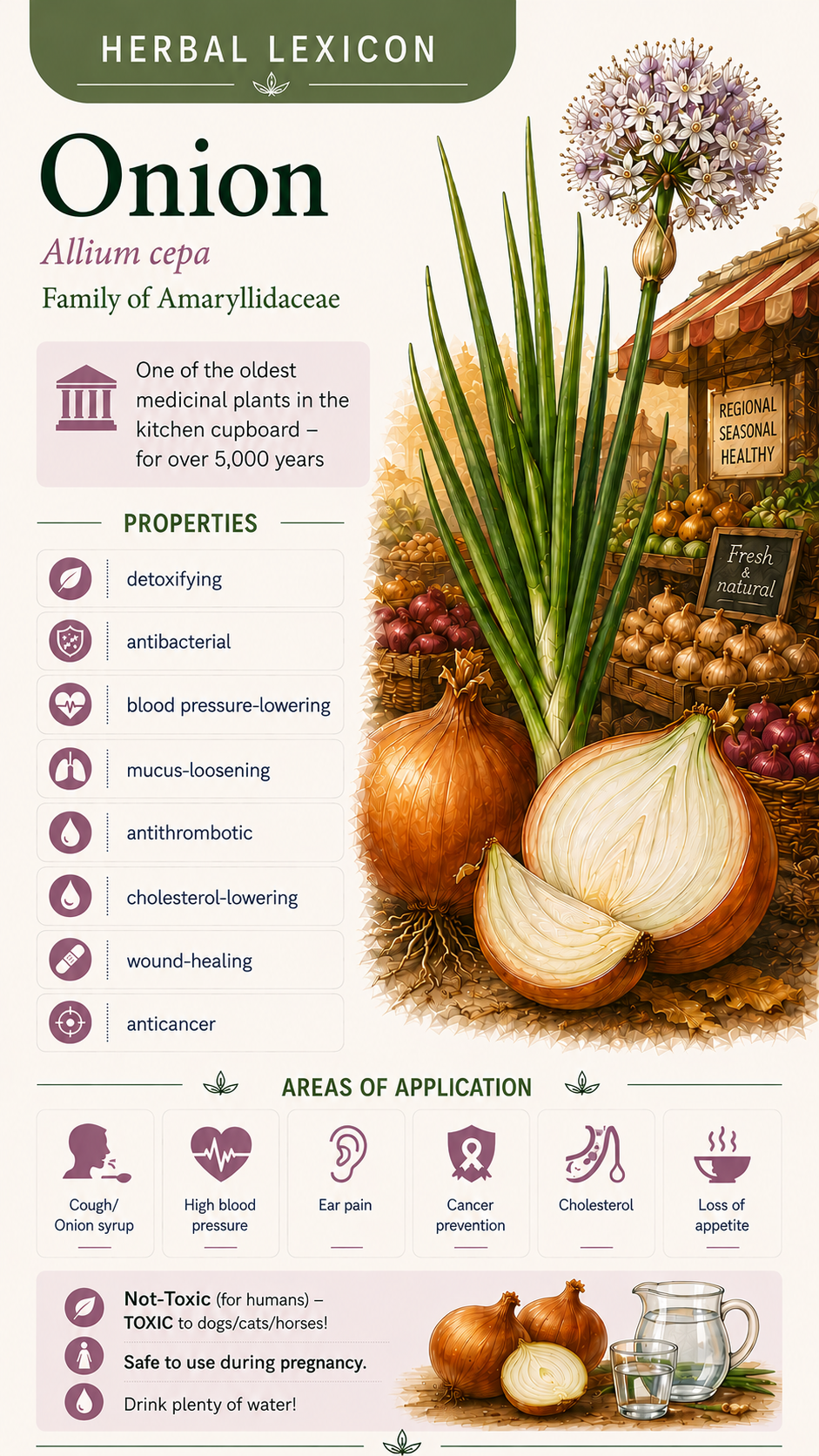 Onion (Allium cepa): Properties, Uses, and Effects