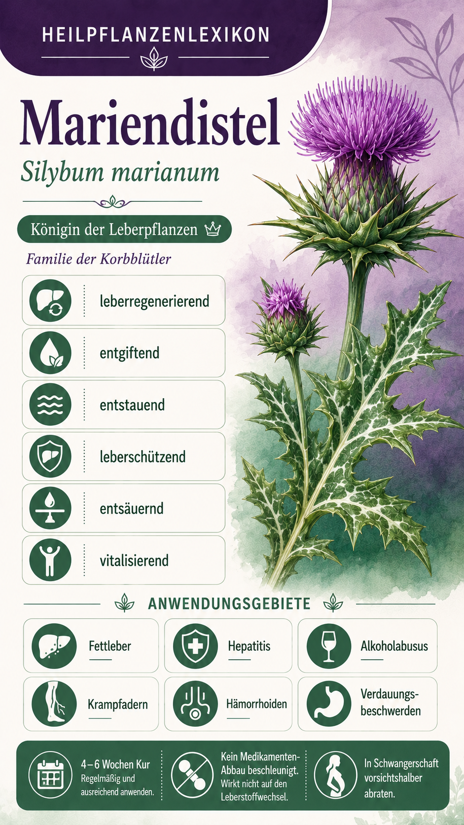 Mariendistel: Eigenschaften, Anwendung & Wirkung