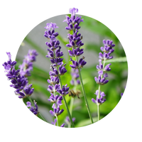 Lavendel