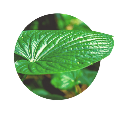 Kava-Kava