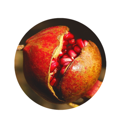 Granatapfel