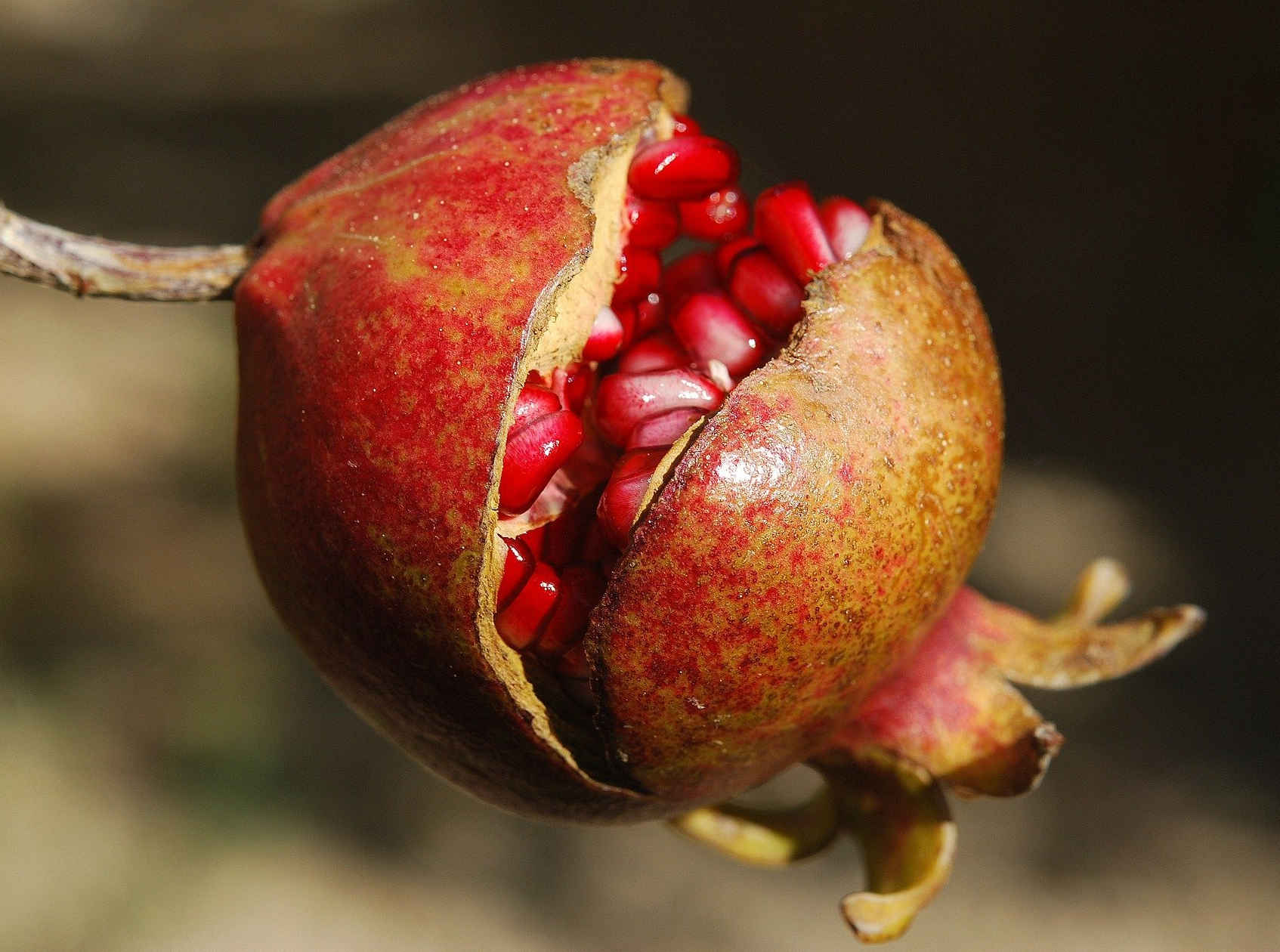 Granatapfel