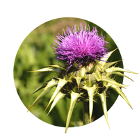 Mariendistel