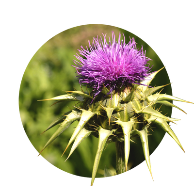 Mariendistel