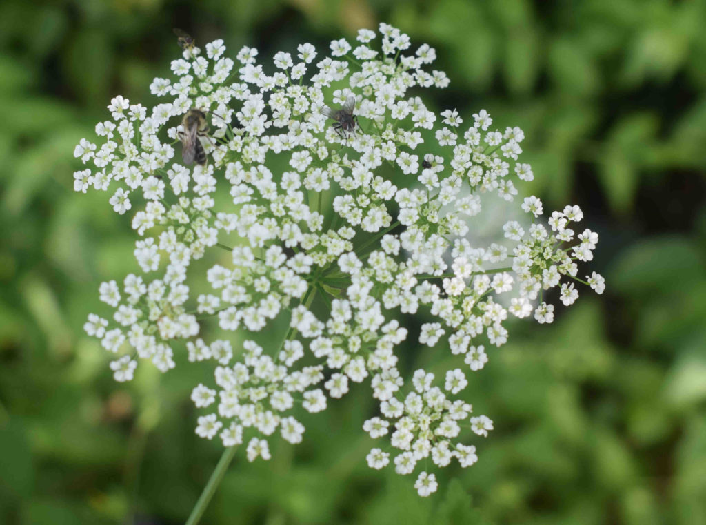 Flowers of the cumin, white flowers with green stems