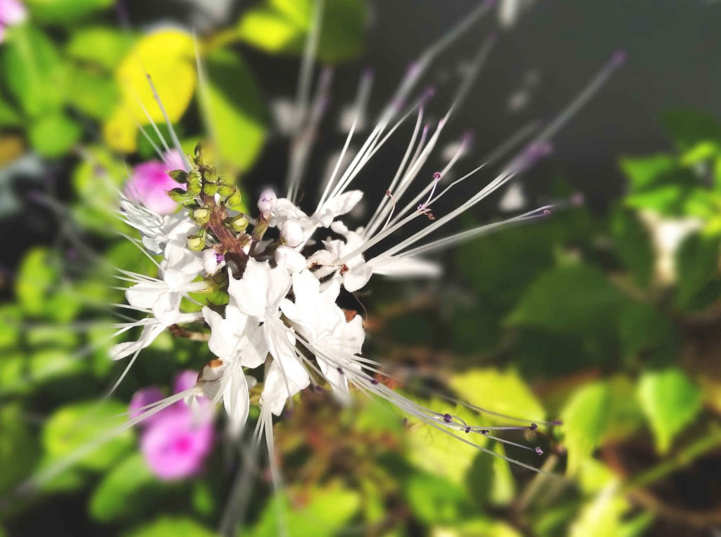 Feuilles et fleurs blanches de la barbe de chat