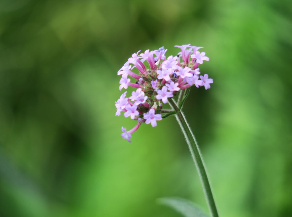 Verveine à fleurs rose clair et tige verte dans la nature