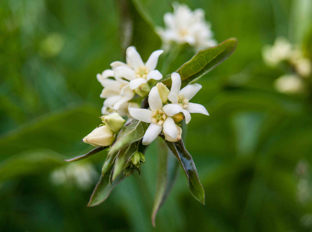 Fleurs blanches du callune avec des feuilles vert foncé