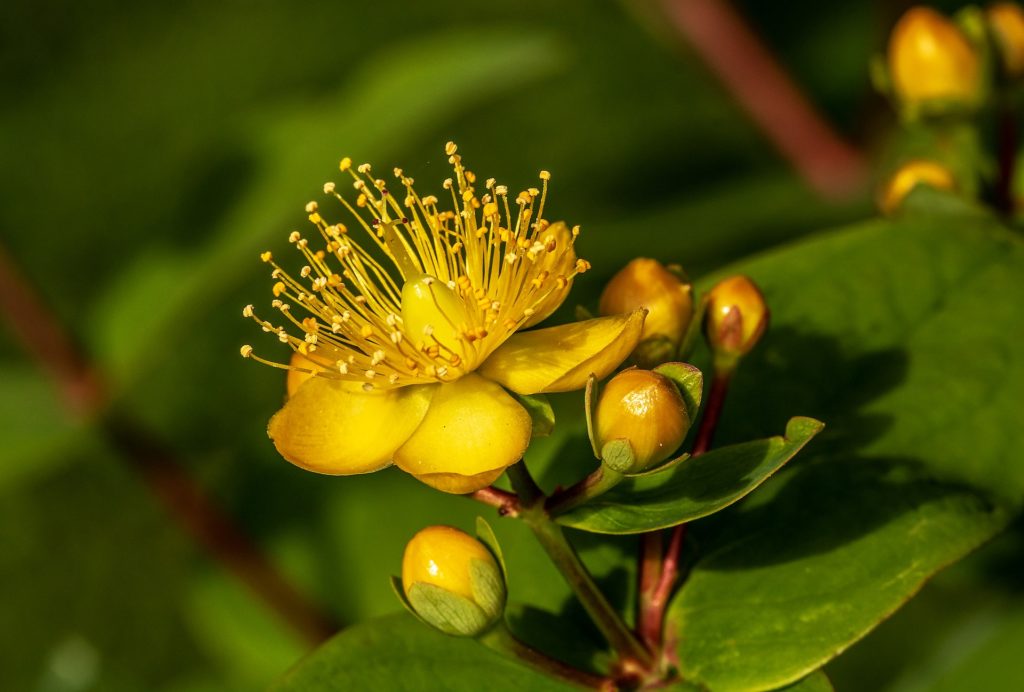 Millepertuis jaune avec bourgeons et feuilles vertes