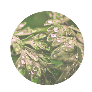 Leaves and twigs of wormwood with drops on the leaves