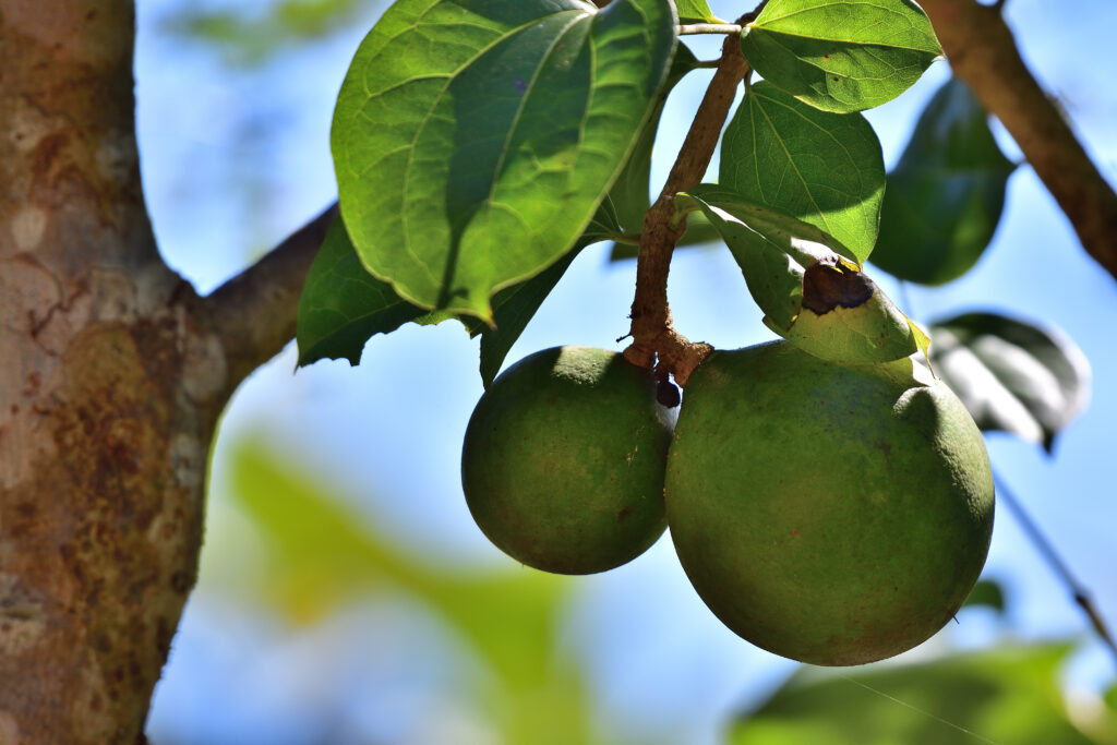 Gruene Brechnuss die am Baum hanegt