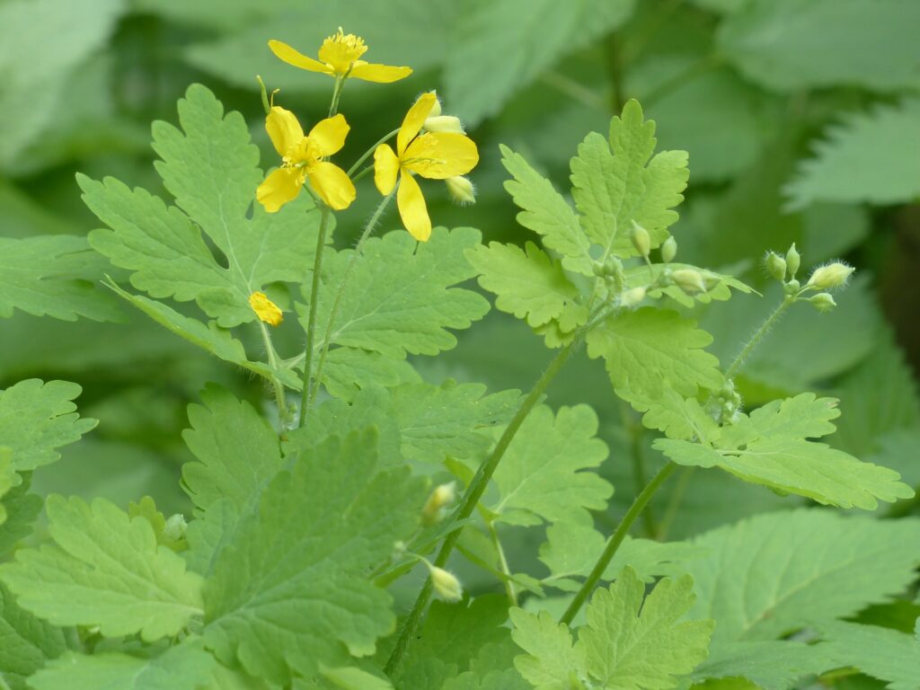 celidonia gialla che fiorisce con foglie verdi