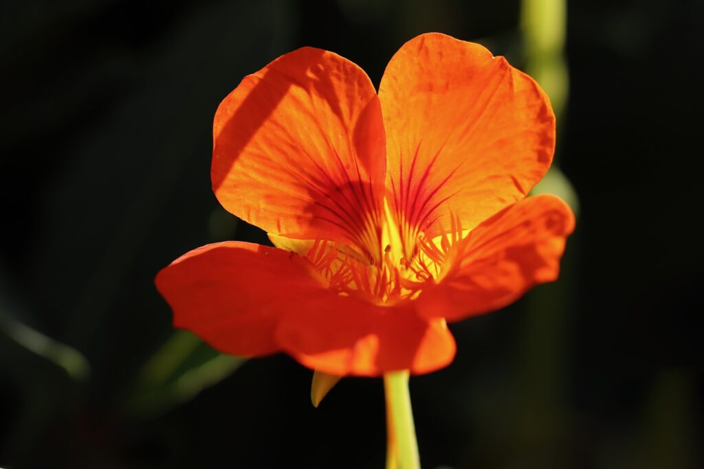 Capuchina naranja con rayos de sol en flor