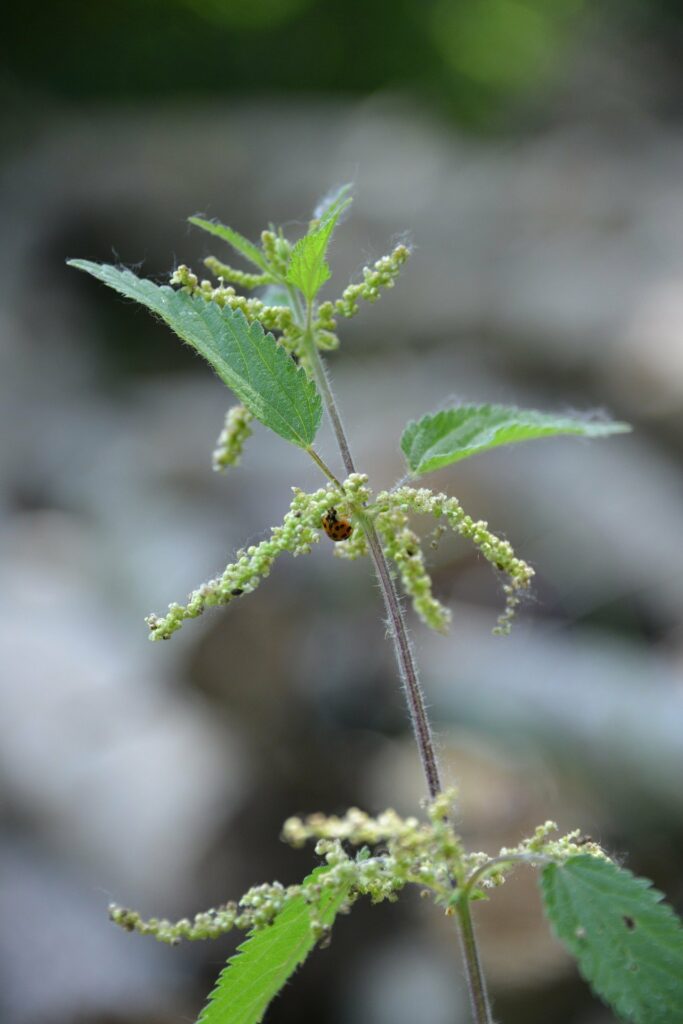 ortie en fleur