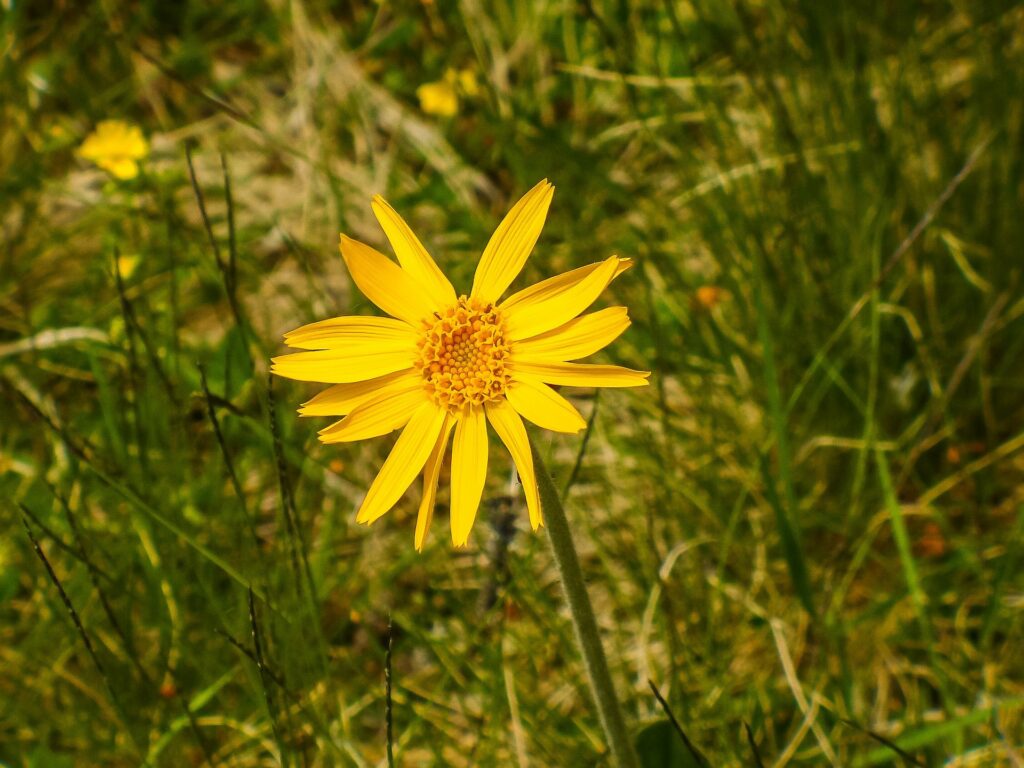 fiore giallo di arnica in un prato verde