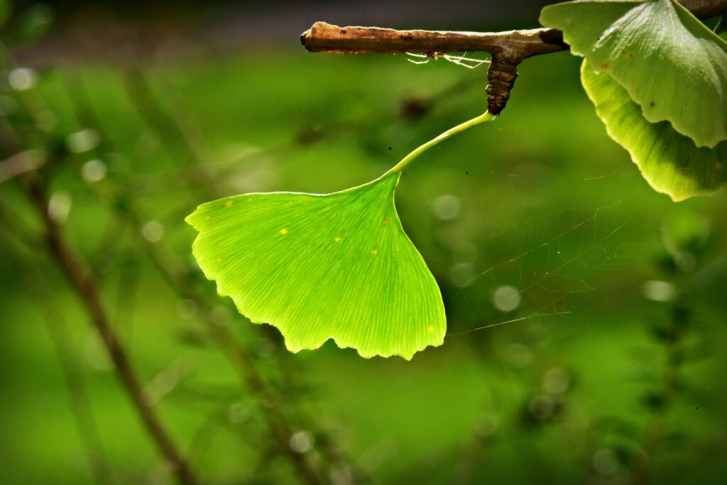 gingkobaum mit blatt am ast