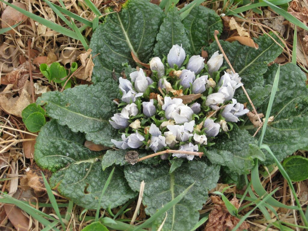 la mandrágora florece en el suelo con hojas verdes