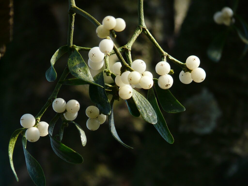 bacche di vischio su un cespuglio verde