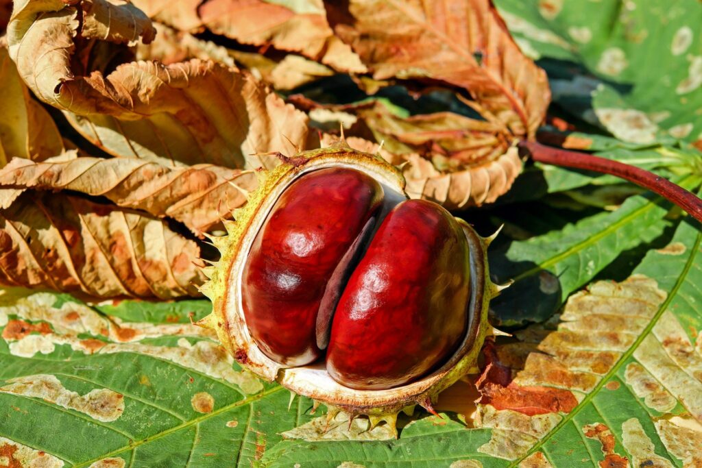 horse chestnut in bowl with foliage in background