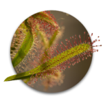 bolla delle piante di drosera