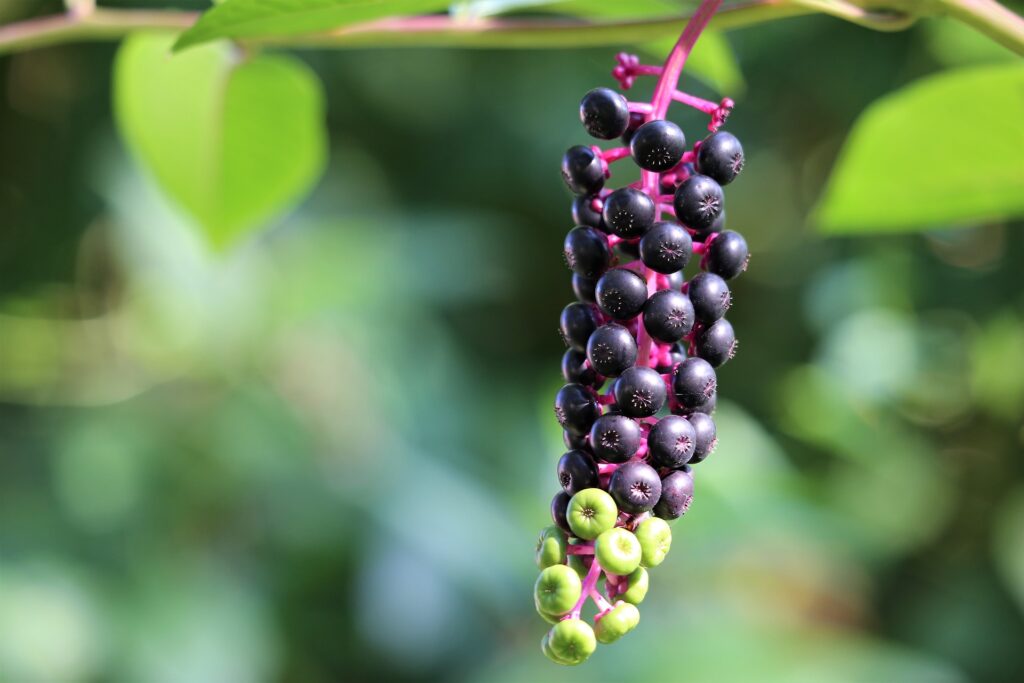 cerise qui pend de l'arbre