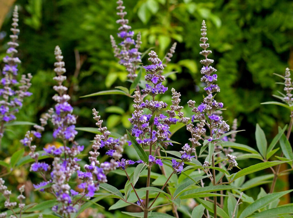 Poivre du moine en fleur dans une prairie