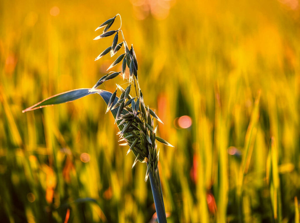 Primer plano de avena delante de un campo