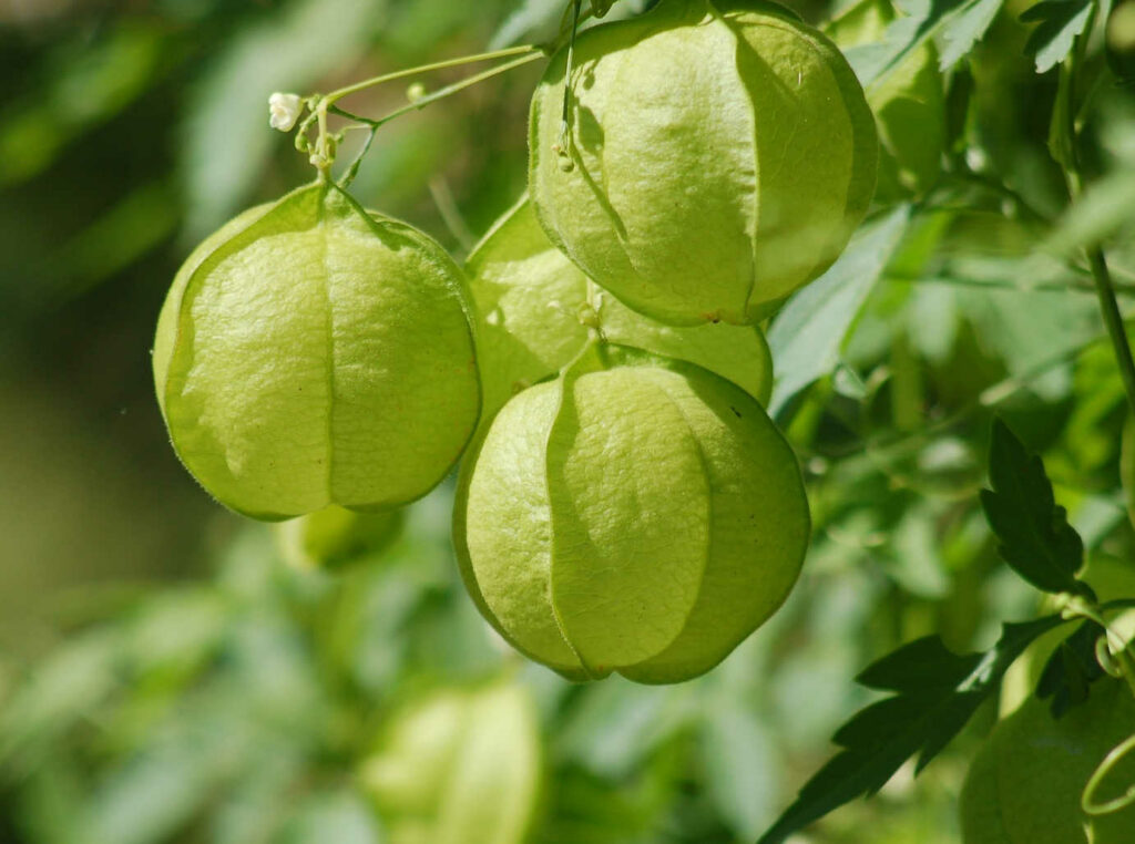 Plante ballon/graines de cœur