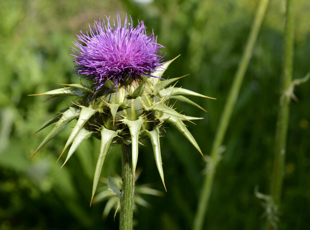 Mariendistel auf einer Wiese