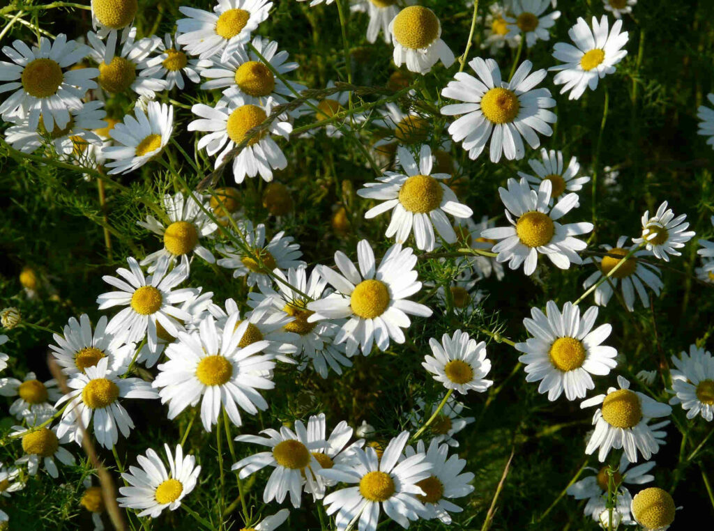 Piccoli fiori bianchi di camomilla in un prato