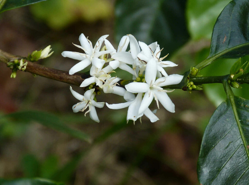 fleur blanche d'un caféier