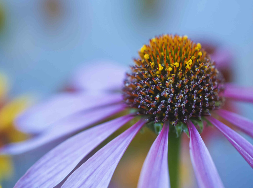 Primo piano di un fiore di conifera