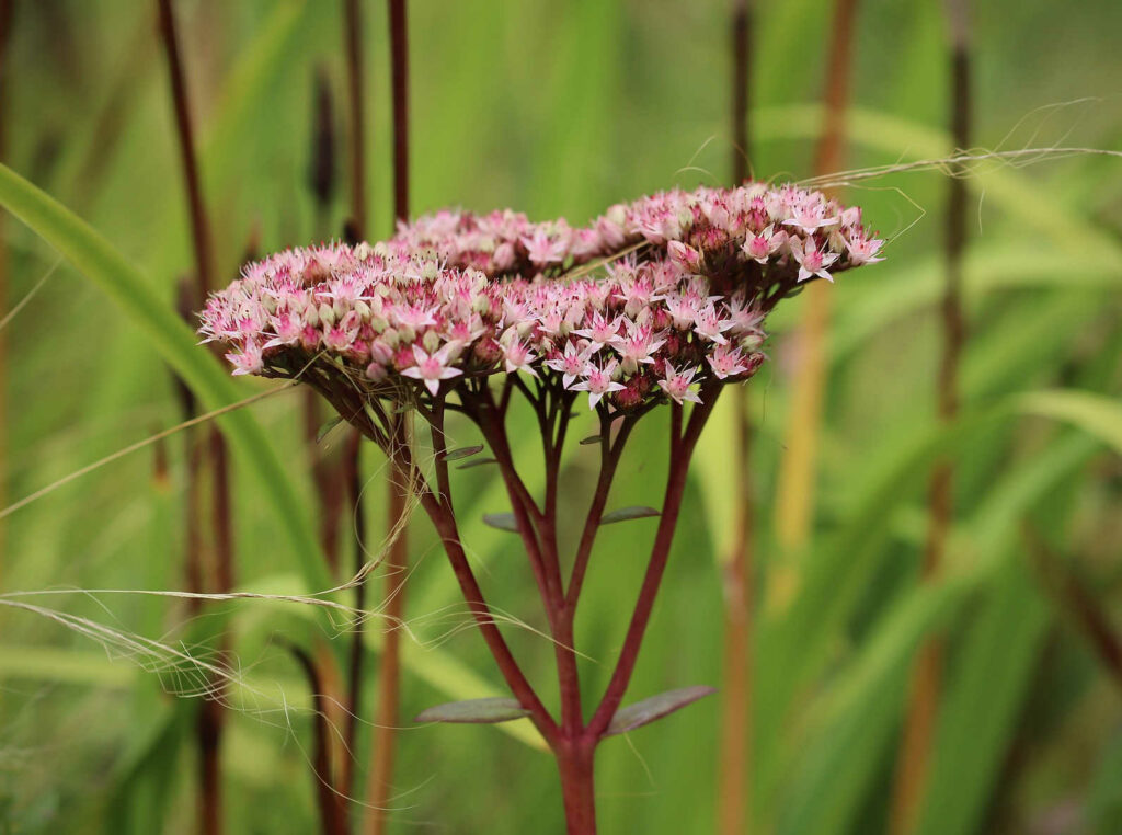 Flor rosa del cáñamo de agua con fondo verde