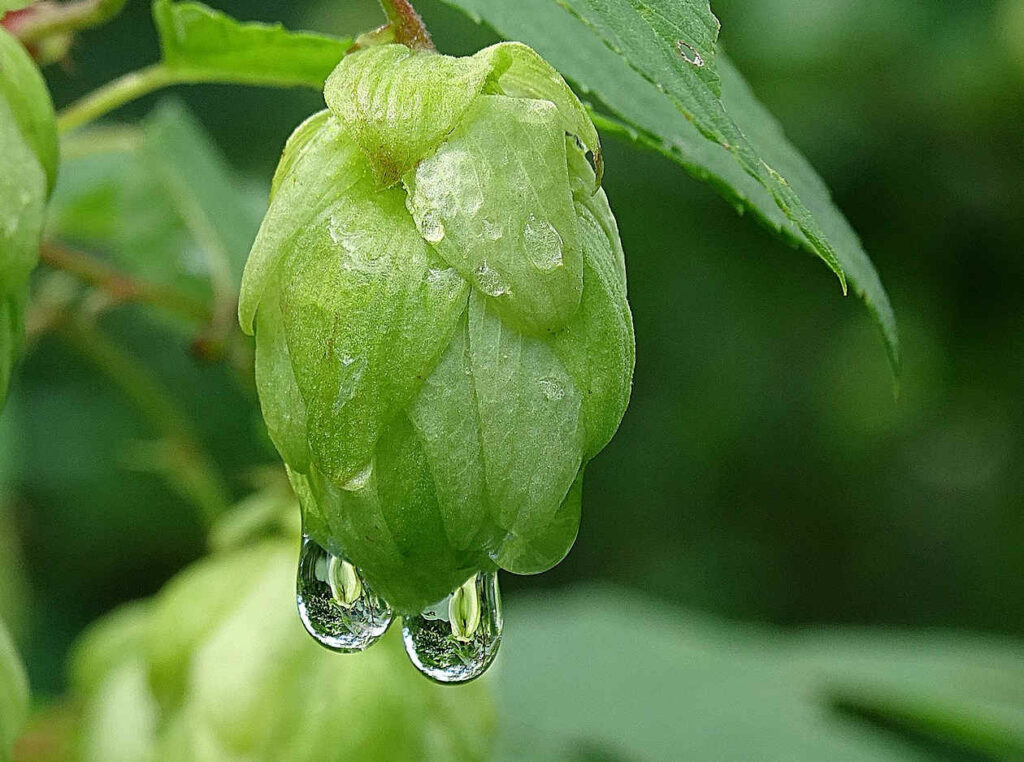 Houblon avec gouttes de pluie