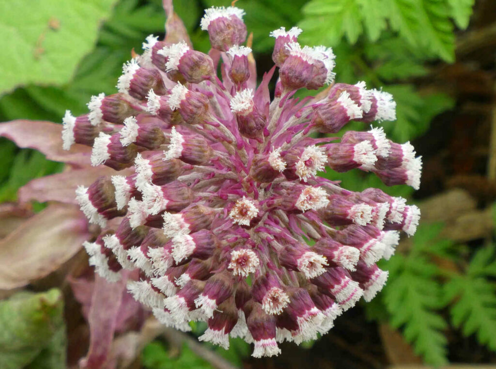 Flor rosada y blanca de petasita