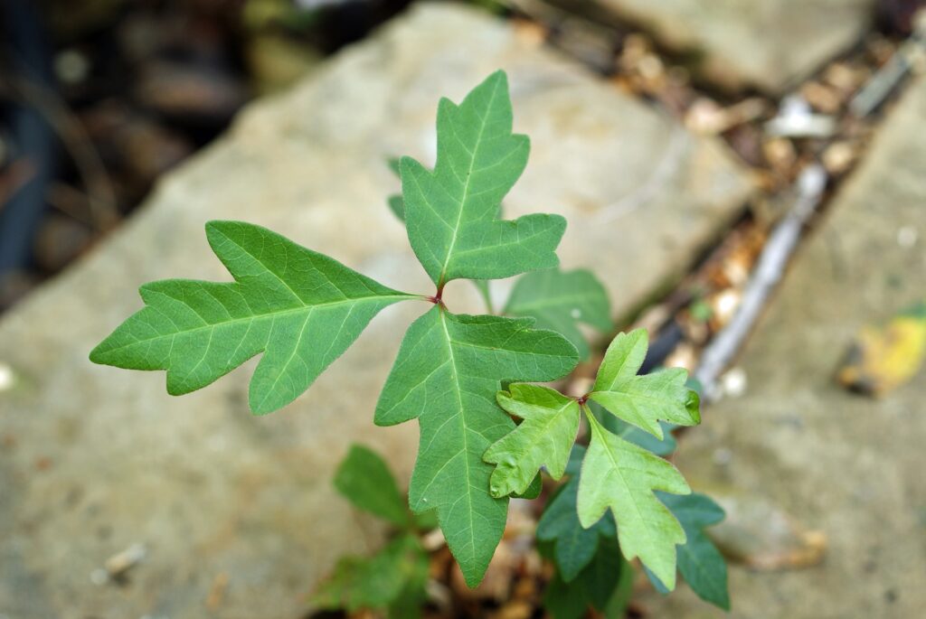 Poison ivy grows between paving stones