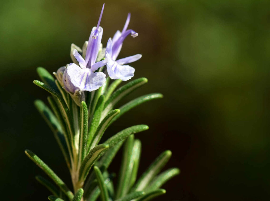 Rosemary branch that blooms