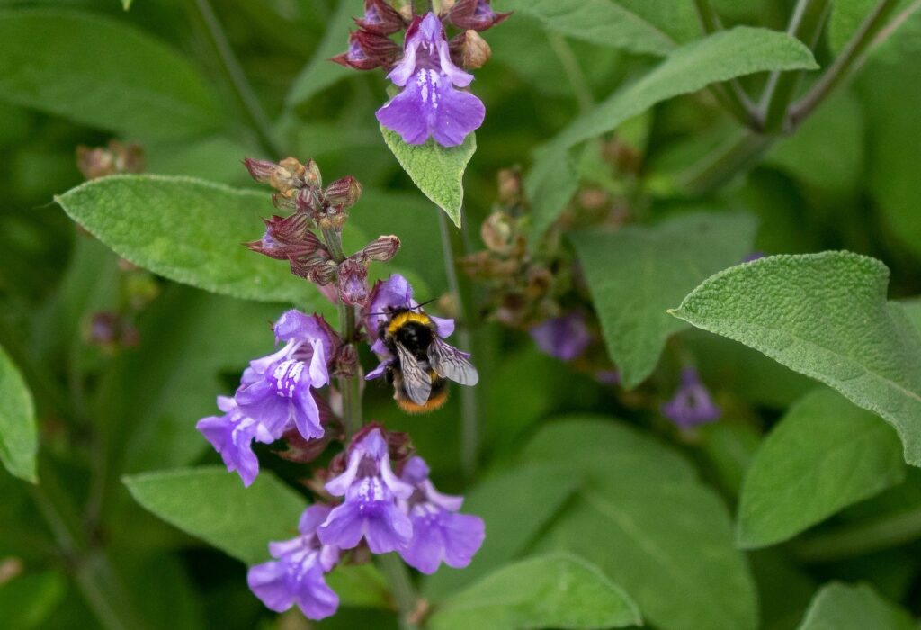 Sage plant