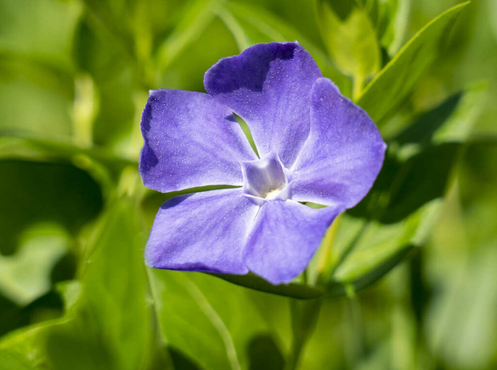 flor morada de la Vinca minor