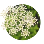 white small flowers of caraway