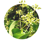 Pequeñas flores y grandes hojas verdes de la planta de la canela